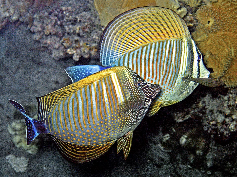 Para la reproducción, los huevos de Zebrasoma desjardinii son fecundados en la superficie durante la marea baja, y no son raras las disputas con machos rivales que se cuelan en la zona elegida.