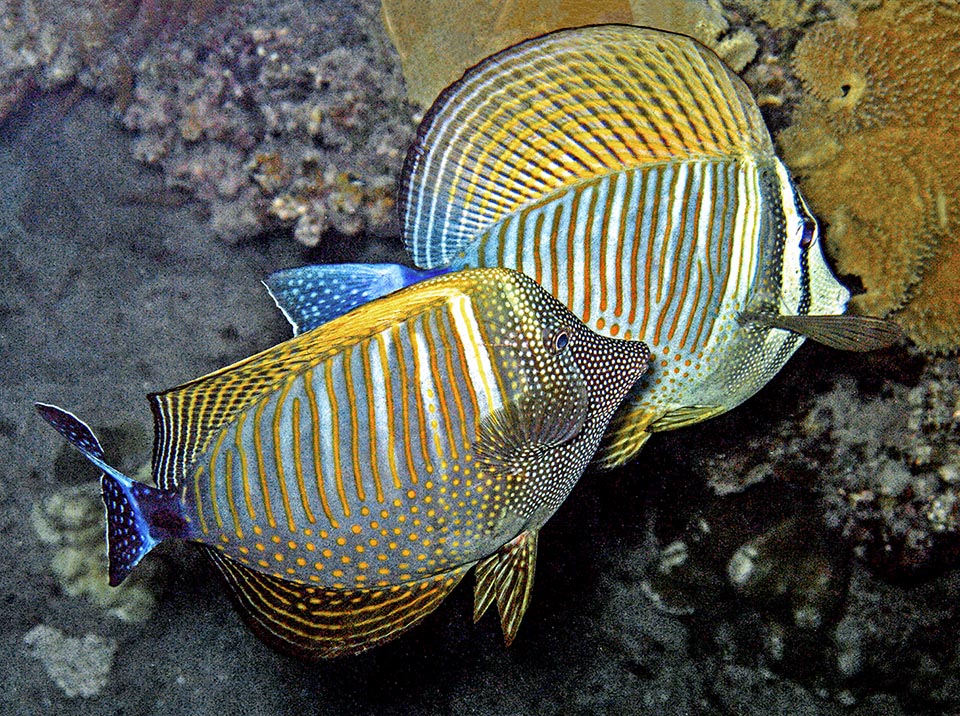 For reproduction the eggs of Zebrasoma desjardinii are fecundated in surface during the low tide, and are not rare the disputes with rival males that sneak in the chosen zone.