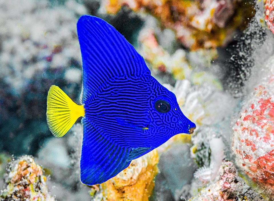 With extended fins the young of Zebrasoma xanthurum have a triangular look, quite different from the roundish one of the adults. The tail is rounded and the body shows dark horizontal bands.