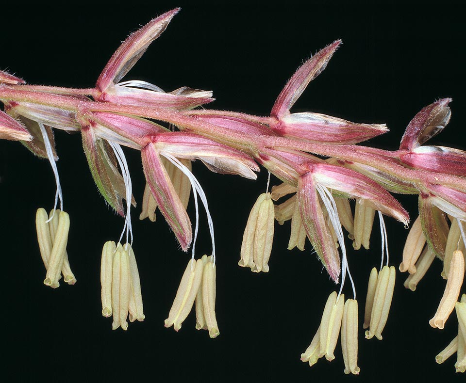 Male inflorescence enlargement. Each spikelet has two flowers, each with three stamens, formed by a filament and one anther full of pollen 