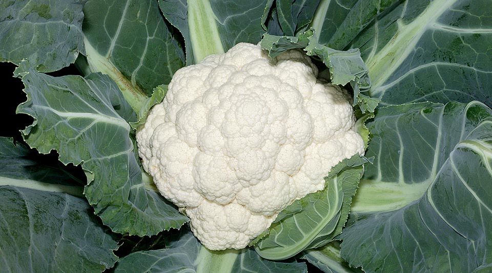 Brassica oleracea var botrytis is the classical cauliflower with a moltitude of recipes © Giuseppe Mazza