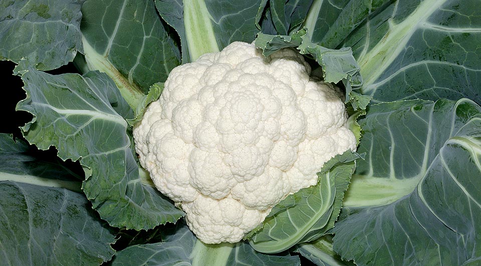 La Brassica oleracea var. botrytis è il classico cavolfiore con una moltitudine di ricette culinarie © Giuseppe Mazza