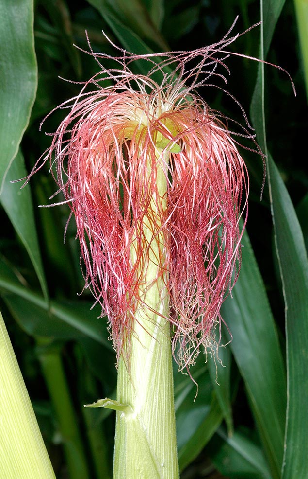 Maize ear with numerous very long red styles, that start from the ova