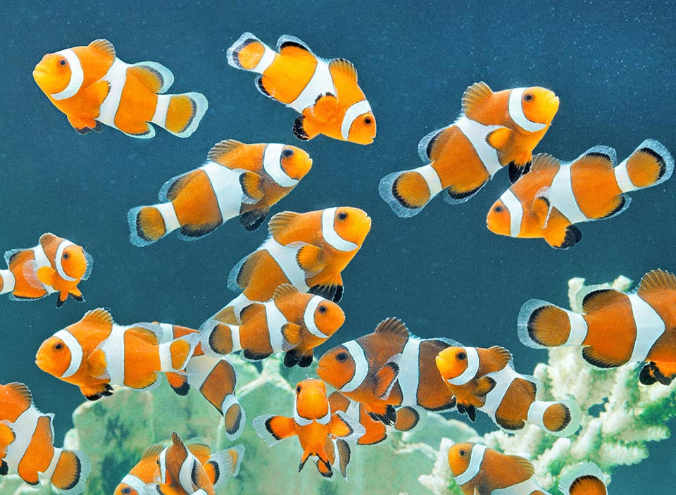 Las larvas son confiadas a las corrientes. Amphiprion ocellaris no es una especie en peligro de extinción y ahora se reproduce en cautividad para el mercado de acuarios 