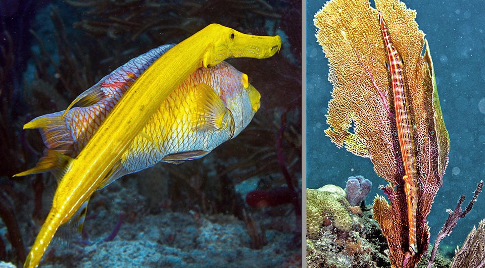 Ma può celarsi anche nuotando accanto a pesci pacifici, come questo grosso Bodianus rufus, o aspettare i malcapitati a testa in giù dietro a una gorgonia