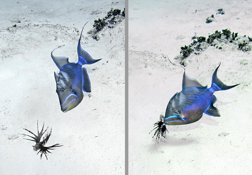 Il se nourrit aussi d'algues et ne dédaigne pas les poissons qui se déplacent sur les fonds comme cet infortuné Pterois qui n'a plus aucune chance 