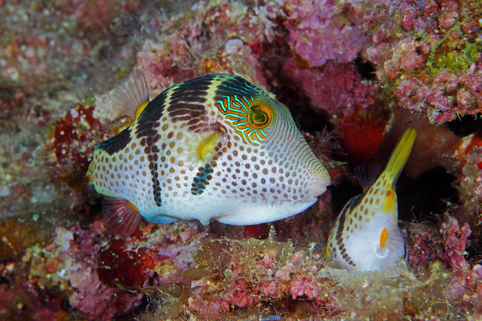 Lo señala moviendo su cola de una manera característica, y los huevos fertilizados eclosionan después de 3 a 5 días. Canthigaster valentini no es una especie en peligro 