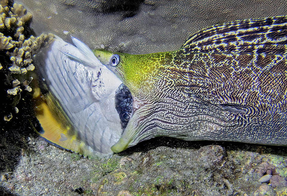 Desgraciadamente, una defensa insuficiente para esta voraz morena (Gymnothorax undulatus), que poco a poco se tragará la presa