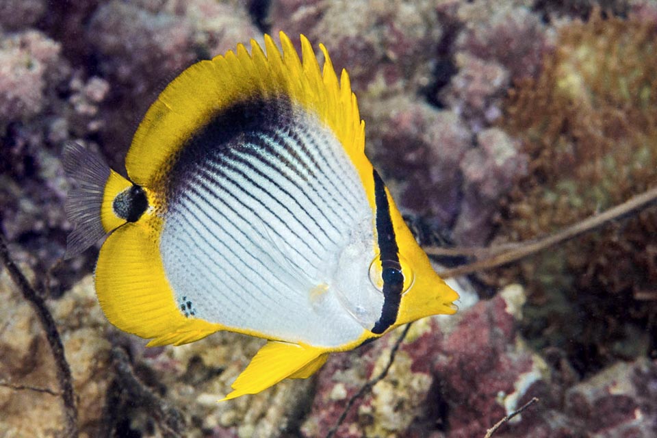 Un jeune. Son aspect arrondi mis à part il ressemble aux adultes. Dans la Grande Barrière de corail cette espèce connaît un net déclin à cause des changements climatiques