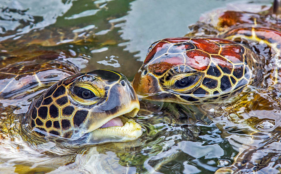 The promiscuity of mating however does not result in a diversity of fecundation and each nest has only one father 