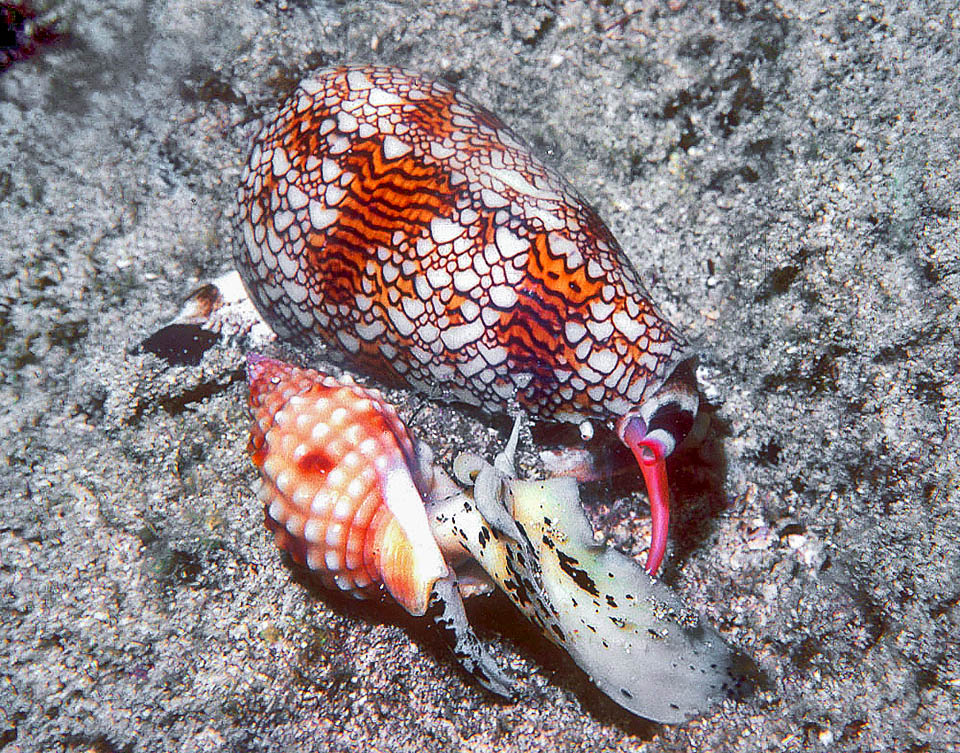 Aqu&iacute;, la presa se encuentra inm&oacute;vil y boca abajo con la pata evertida, mientras el Conus expande sus piezas bucales para absorber el tejido blando.