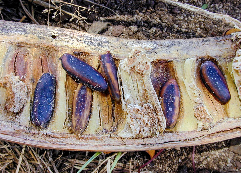 Questo, caduto al suolo, mostra anche i semi di Delonix regia, lunghi circa 2 cm e immersi in cavità trasversali dell’endocarpo legnoso che può contenerne anche 50. 