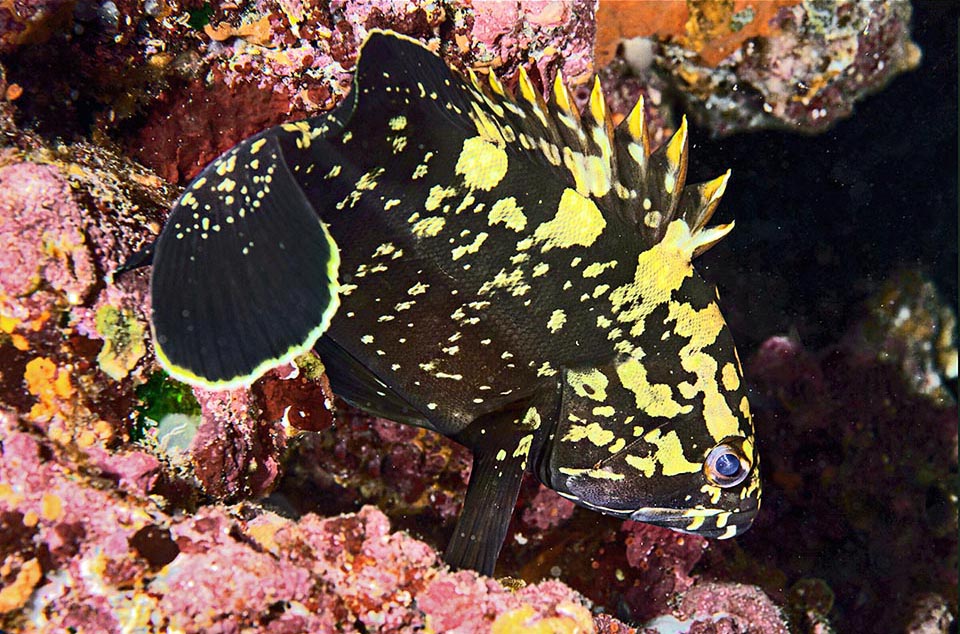 Jeune Epinephelus marginatus. Il y a deux types d'écailles chez ce mérou : cténoïdes au-dessus de la ligne latérale, cycloïdes en dessous.