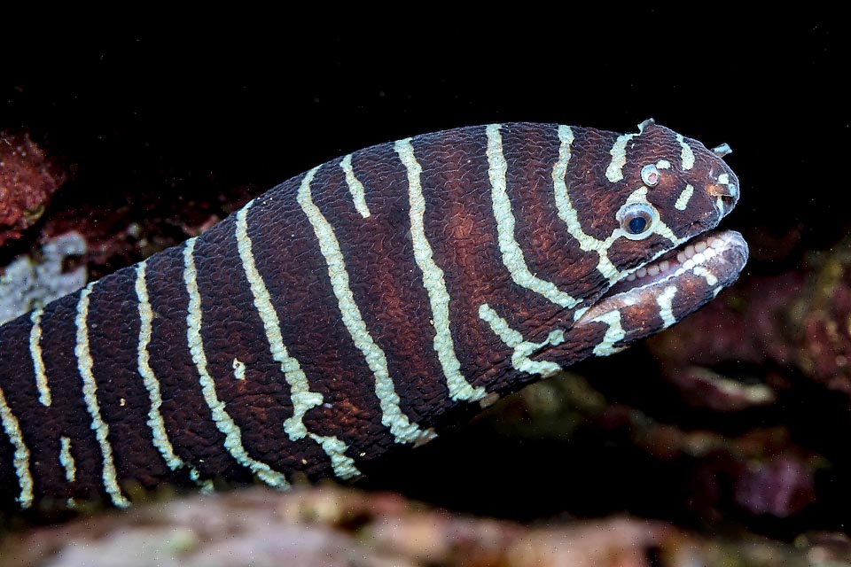 Gymonmuraena zebra is a benthic species but for reproduction the couples reach the surface. Eggs and larva are pelagic and these, growing, have the shape of a transparent willow leaf and are called leptocephali. They can roll up in a cylinder to escape the predators and go wandering for months transforming in fishes in far away lands.