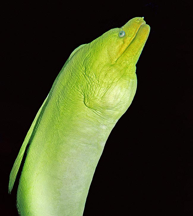 This goes hunting alone, but not always. Like other morays it can for instance predate together with a grouper.