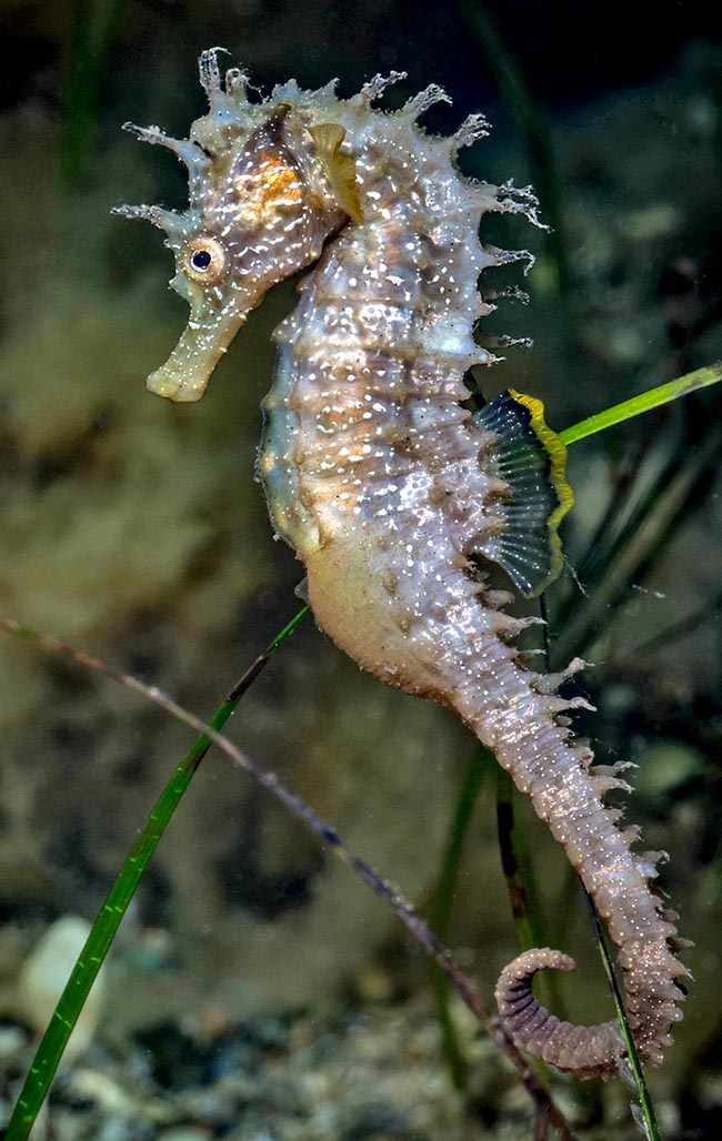 Hippocampus guttulatus maschio tiene le uova in una tasca ventrale.