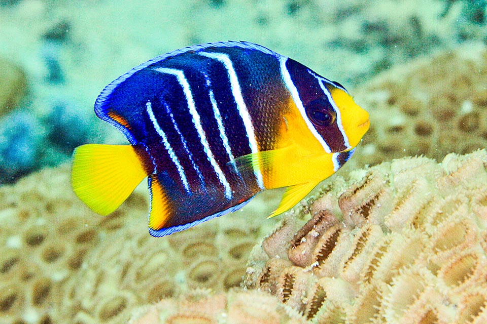 Holacanthus bermudensis Monaco Nature Encyclopedia