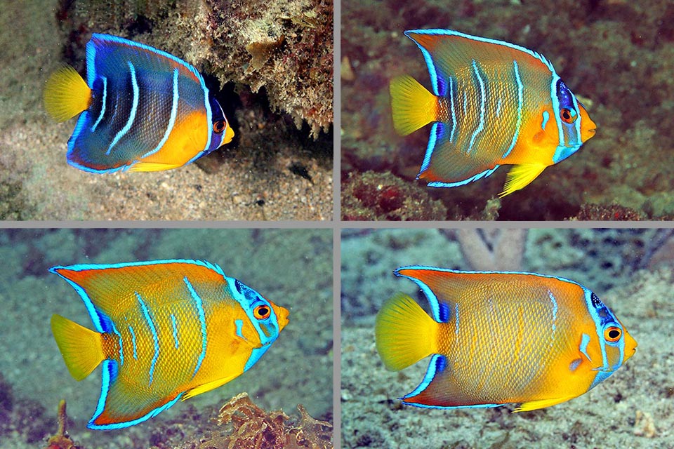 Croissance d'un jeune Holacanthus ciliaris.