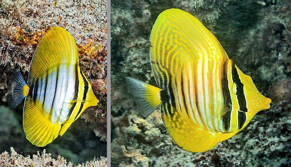 Le jaune domine dans la livrée juvénile de Zebrasoma desjardinii, très différente. Ici, un juvénile et un jeune subadulte où commencent à se dessiner les traits de la livrée définitive.