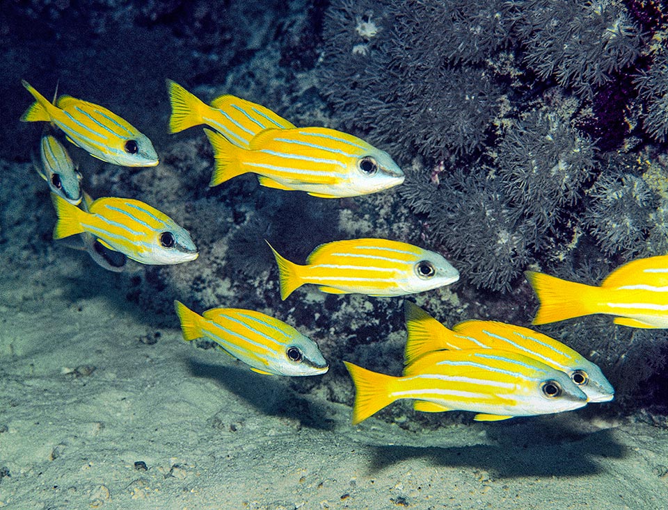 They hatch only 18 hours and the larvae are planktonic. Here a group of juveniles that will reach the sexual maturity around the third year.