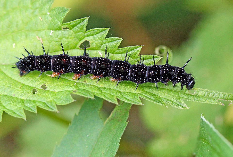 Aglais io, Paon-du-Jour, Nymphalidae, Inachis