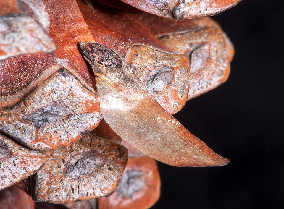 Pinus halepensis: graine alors qu'elle sort de l'écaille d'une pomme de pin