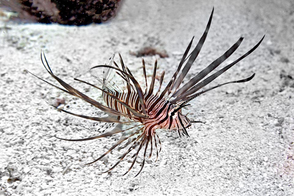 Pterois volitans juvenile.