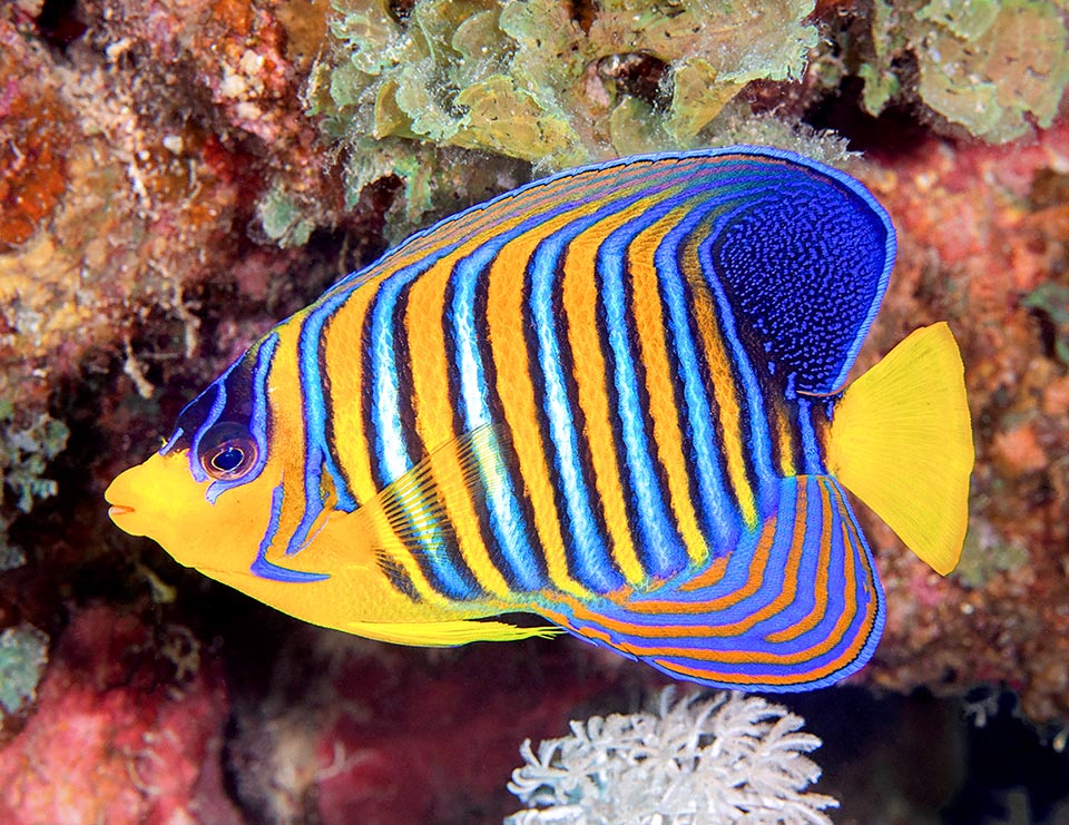 Les adultes sont plus allongés. Leurs nageoires dorsale et anale s'ornent de grandes arabesques et l'épine pré-operculaire bleue sur fond jaune menace les prédateurs .