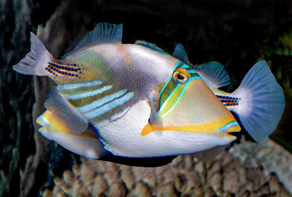 Un couple de Rhinecanthus aculeatus. Les œufs sont pondus le matin dans une sorte de nid creusé dans le sable. Ils éclosent le soir même. Les femelles font preuve de soins parentaux inhabituels 