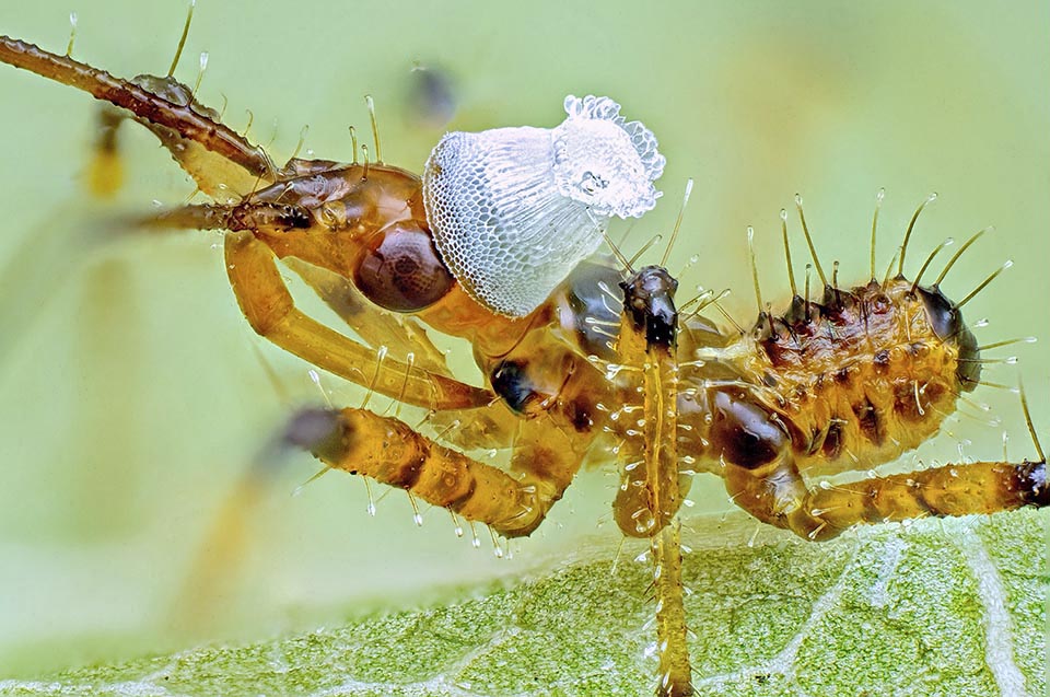 The plug can get stuck on the head for the whole duration of the first stage. It will remain stuck to the old exuvia upon the moult 