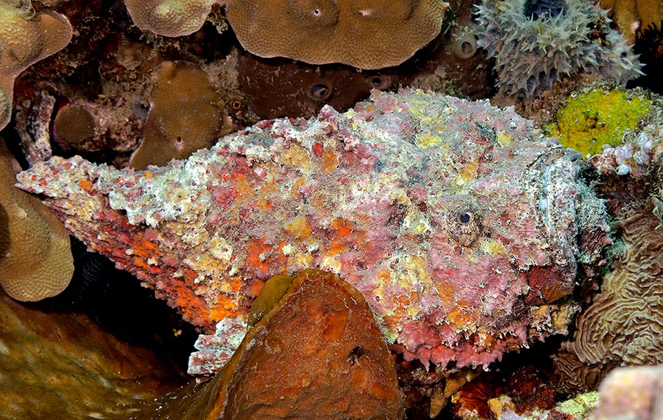 Le venin de Synanceia verrucosa, semblable à celui du cobra, est aussi mortel pour l’homme. Les plongeurs peuvent parfois le toucher, le prenant pour un rocher et s’il est piétiné au bord de la mer les terribles épines sont capables de percer une chaussure légère. Il faut alors intervenir immédiatement avec un sérum spécifique.