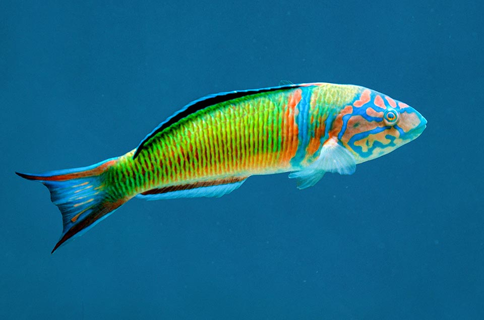 Siamo così giunti alla livrea maschile, nota un tempo come Thalassoma pavo varietà torquata. Caratteristico l’abbinamento di fasce e disegni rossi e blu.