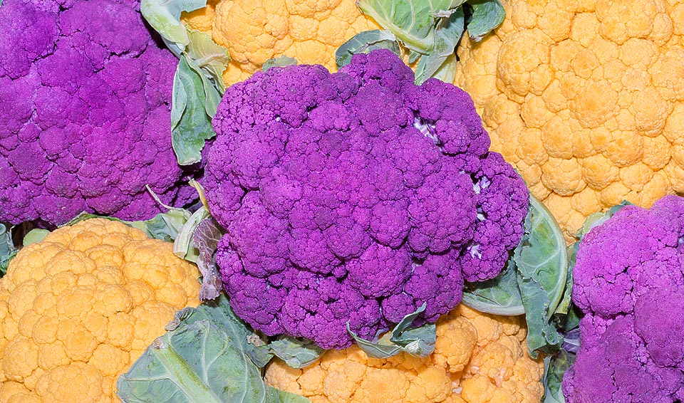 Pour les amateurs de l'insolite, les fanatiques de Brassica oleracea var. botrytis, on trouve aujourd'hui aussi des variétés jaune-orange et violettes © Giuseppe Mazza