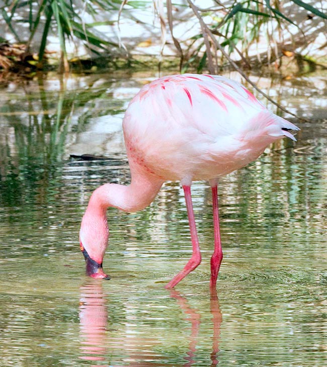 Feeding if formed mainly by algae, but also by very small shrimps and crustaceans, whose contents of coloured pigments confers to these pretty birds the typical bright pink colouration © Giuseppe Mazza