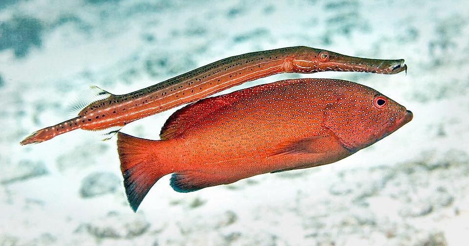 Another trick consists in joining fierce hunters, like this grouper, imitating its livery and then swoop down treacherously on the fleeing small fishes disoriented by marauder 