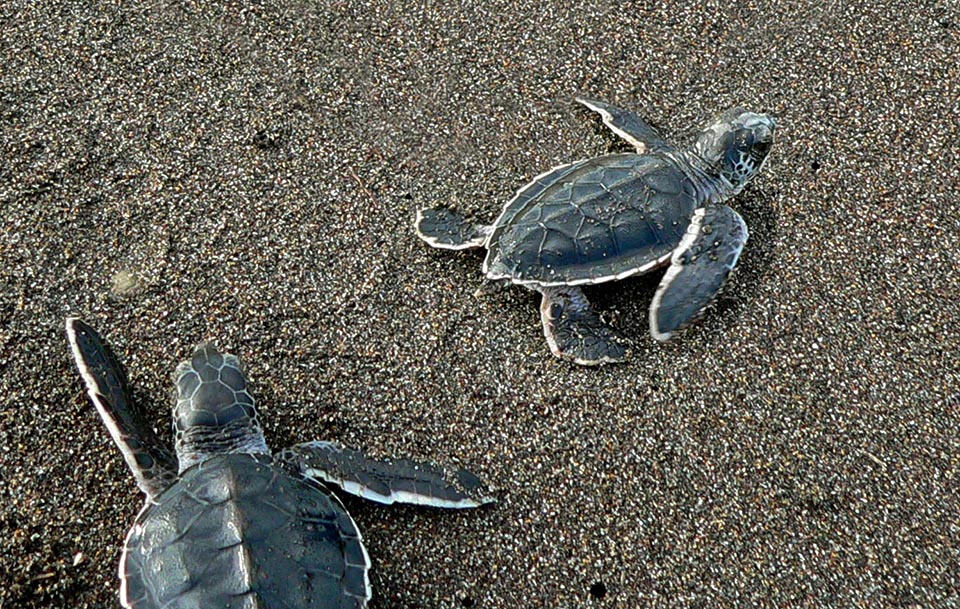 Cada 2-4 años las hembras regresan a su playa natal para poner en agujeros unos 140 huevos. La incubación dura 2 meses. Los pequeños llegan rápidamente al mar