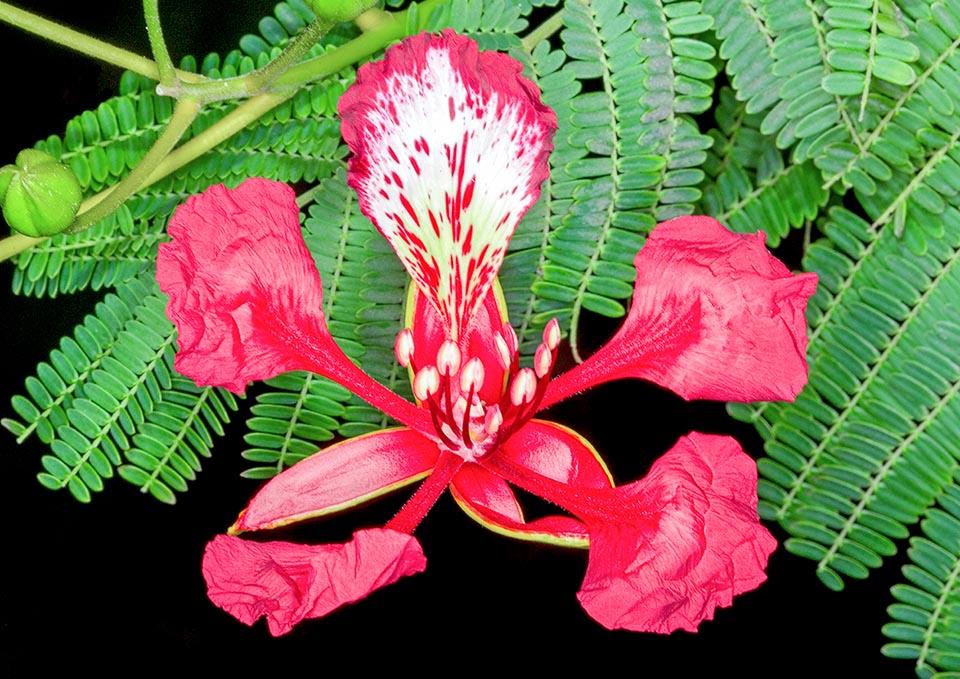 Primo piano di un fiore di Delonix regia nella colorazione rossa più frequente con i caratteristici petali a forma si cucchiaio. Quello superiore, leggermente più grande è spesso screziato.