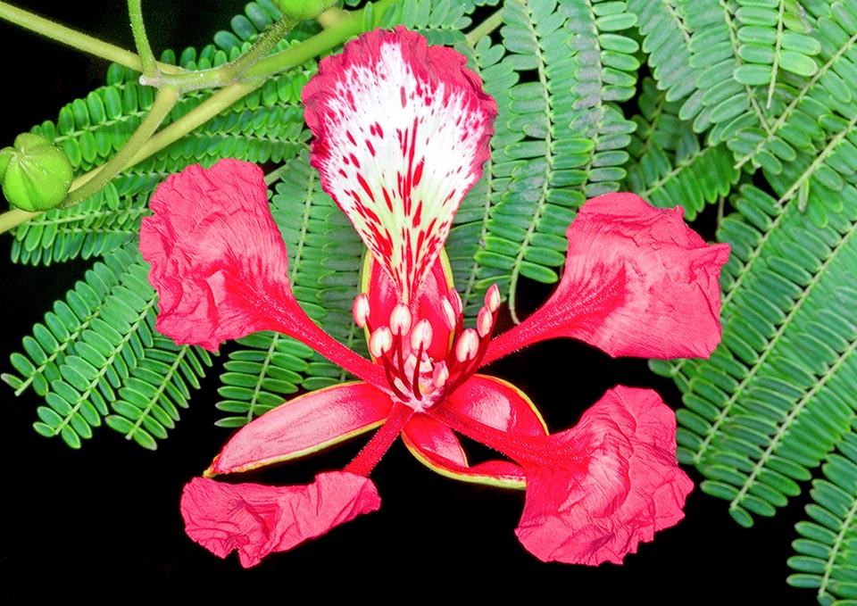 Gros plan d'une fleur de Delonix regia ayant la couleur rouge la plus fréquente et de ses pétales typiques en forme de cuillère. Celui du haut est un peu plus grand et souvent moucheté