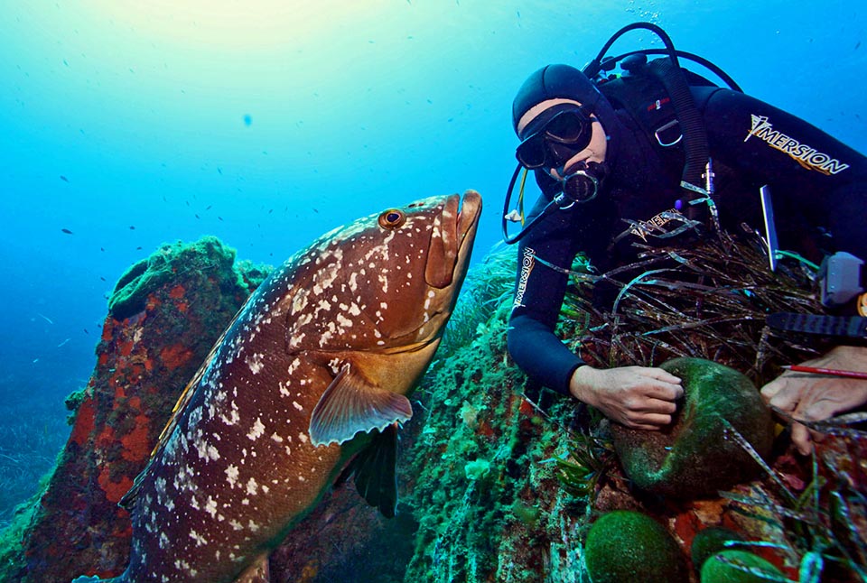 Due mondi a confronto. Pescata per la carne o per sport, la Cernia si mostra amichevole verso i subacquei, perdendo in cambio la vita o la tana per i lavori lungo le coste 