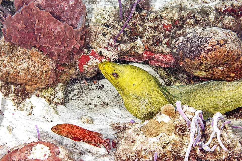 Ici elle est avec le caribéen Cephalopholis cruentata. L'avantage est réciproque car 4 yeux voient mieux que 2 et le flair de Gymnothorax funebris a aussi son importance.