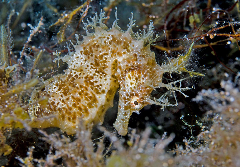 Hippocampus guttulatus ha una criniera.