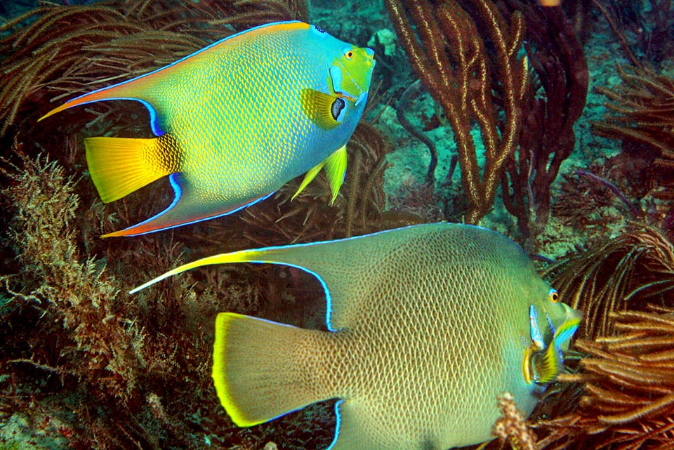 Differenza fra Holacanthus ciliaris e Holacanthus bermudensis.