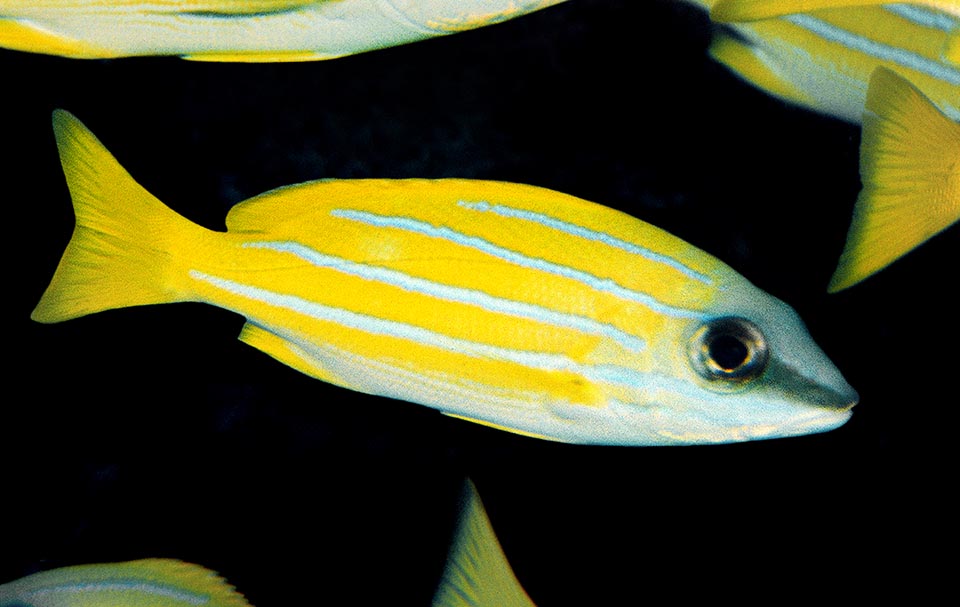 They distinguish from adults for the not yet truncated caudal fin and a characteristic blackish band going from the tip of the snout to the eye.
