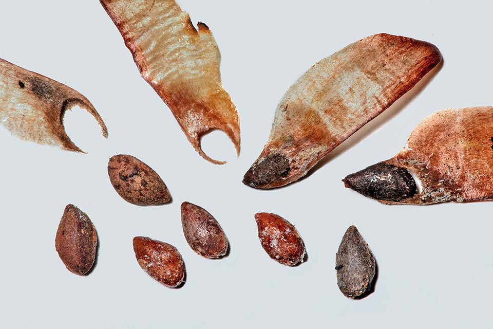 Pinus halepensis seeds