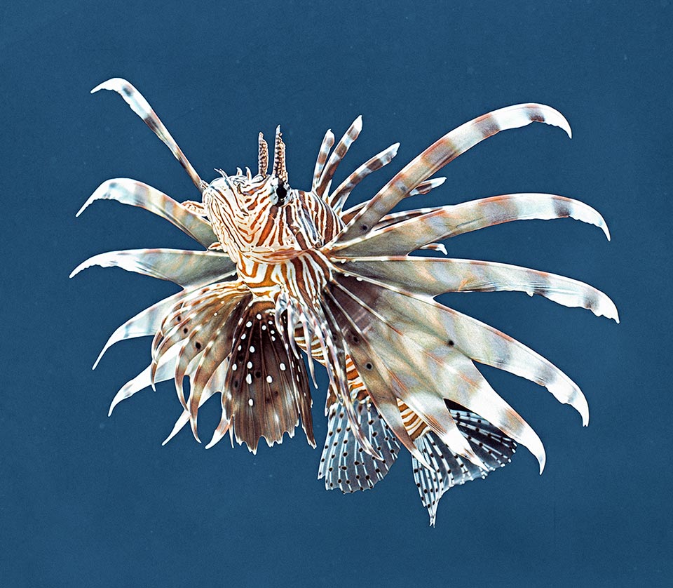 Pterois volitans acquari.