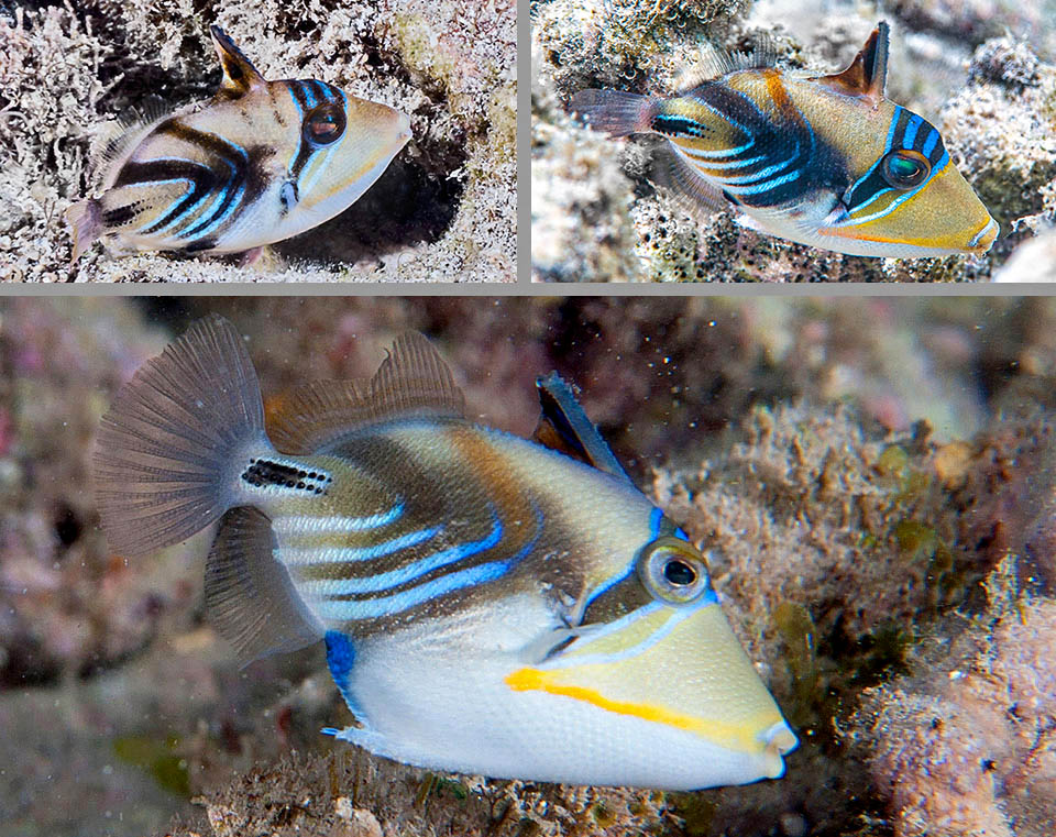 Juvenile growth stages. The livery is different from the adult's but they already have the typical defensive dorsal fin of the species.