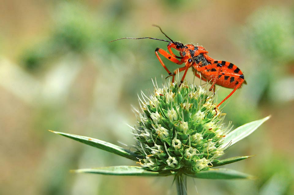 Le ninfe, riconoscibili per la presenza degli abbozzi alari esterni, hanno comportamento solitario e sostano a lungo, in agguato sulle infiorescenze in attesa di prede 