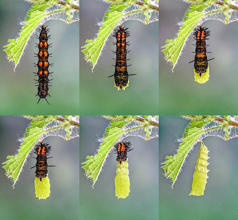 Aglais io, Nymphalidae, Inachis, European Peacock