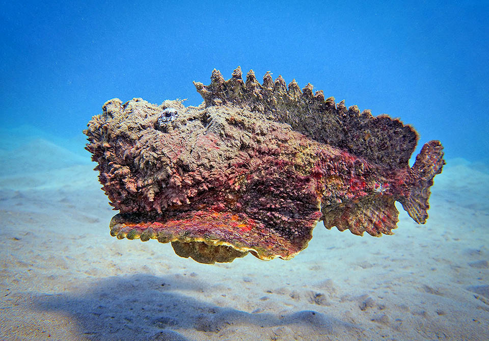 Les femelles de Synanceia verrucosa confient aux courants des milliers d'œufs qui peuvent être fécondés par plusieurs mâles. Les larves sont pélagiques.