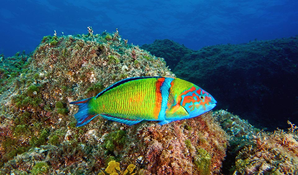 In the mature males, that may get 25 cm long versus the 18 of the females, the colours intensify noticeably and become a flag to get noticed by the competitors and defend the rocky site whosen for mating. Only females are allowed in and fecundating the eggs in mid-water.